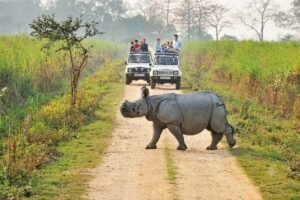 Rhino in kaziranga nathional park assam